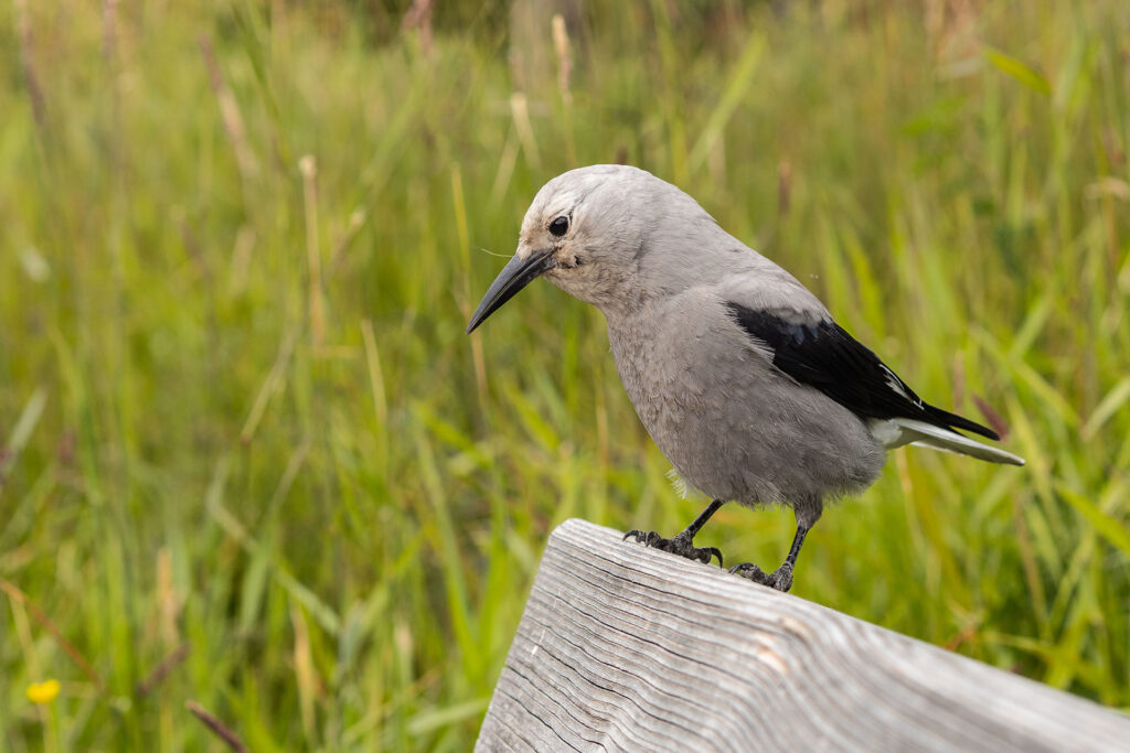 Icefield Parkway – unterwegs auf der schönsten Straße Kanadas