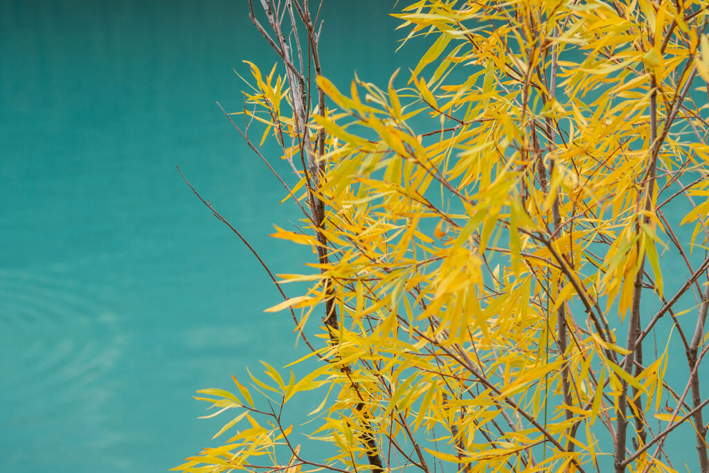 Icefield Parkway – unterwegs auf der schönsten Straße Kanadas