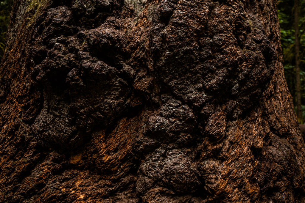 Rainforest to Rockies – das Abenteuer beginnt