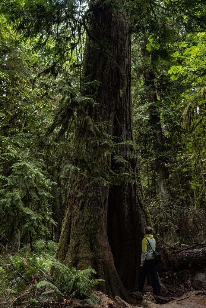 Rainforest to Rockies – das Abenteuer beginnt