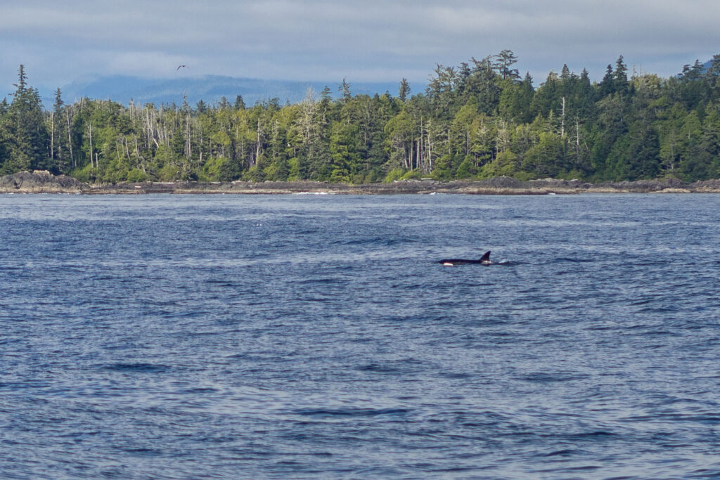 Ocean Vibes auf Vancouver Island