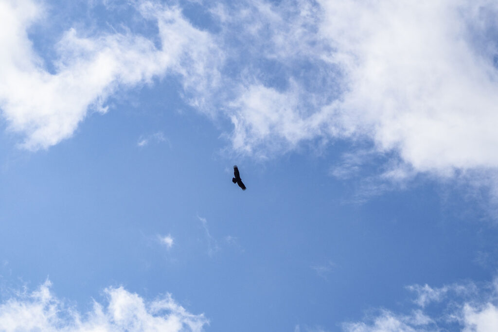 Ocean Vibes auf Vancouver Island