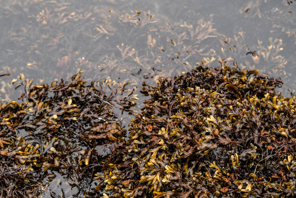Ocean Vibes auf Vancouver Island
