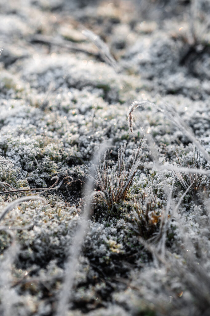Das kleine Schwarze hinter der Düne