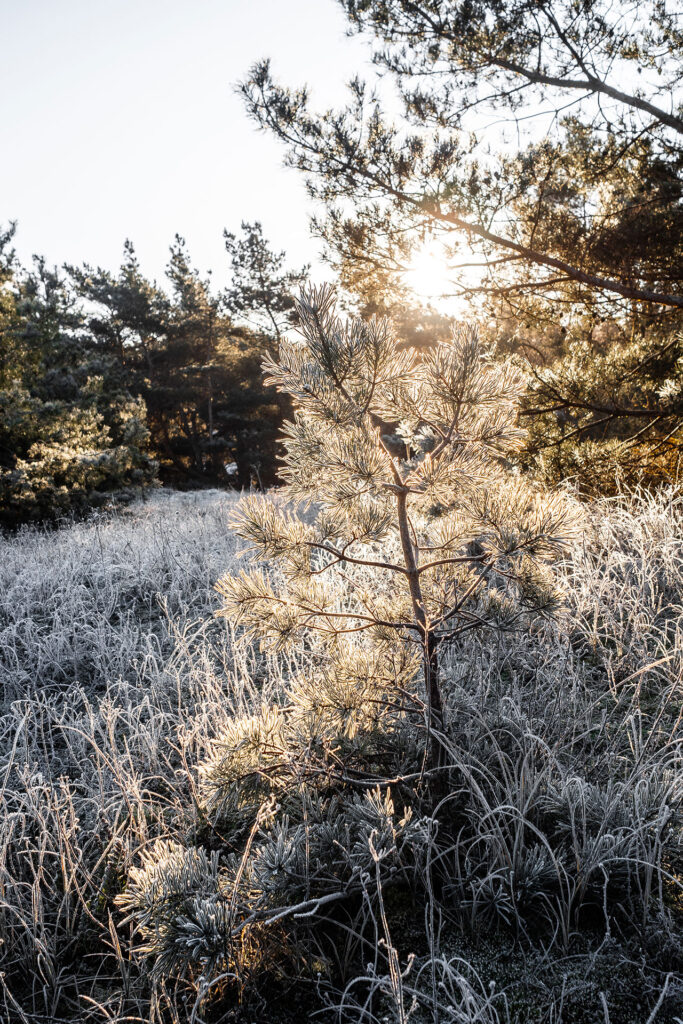 Das kleine Schwarze hinter der Düne