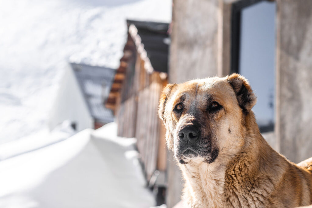 Into the Pow – Catskiing in Georgien
