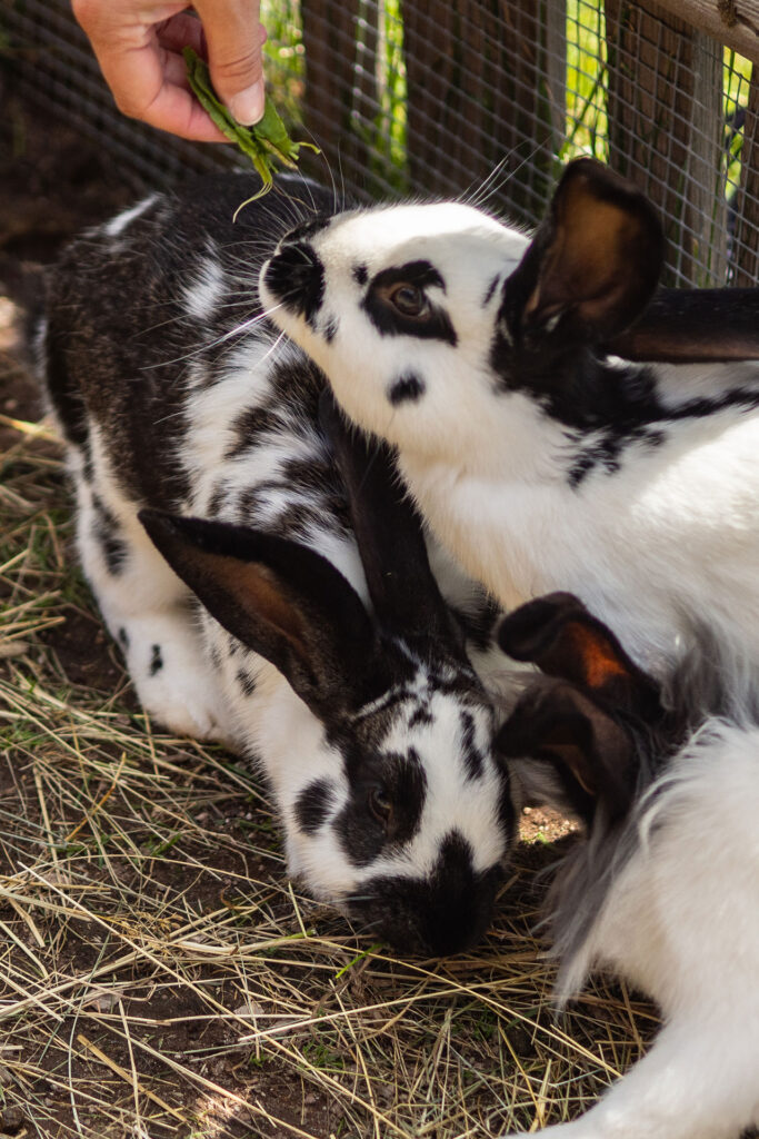 Familienglück über den Wolken – Urlaub am Rittner Sonnenplateau