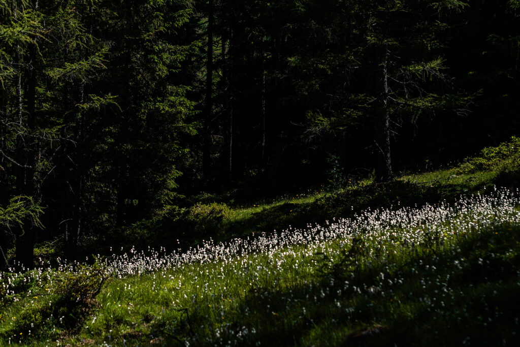 Entspannung und Erleben rund um die Drei Zinnen – der Leitlhof