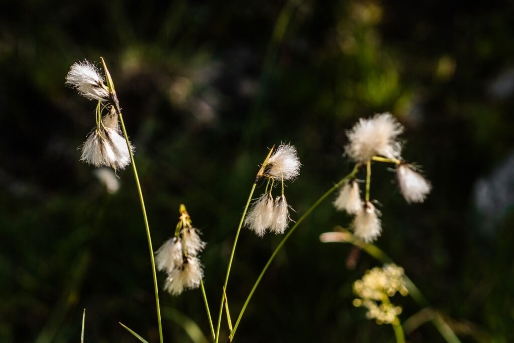 Entspannung und Erleben rund um die Drei Zinnen – der Leitlhof