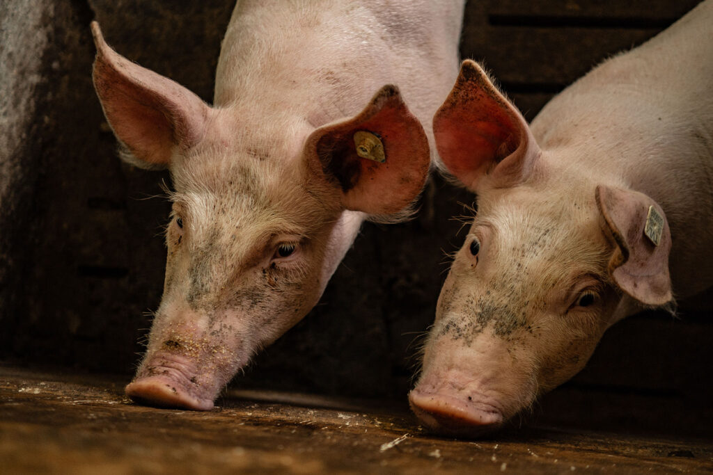 Zwischen Kuhstall und Gipfelglück – Familiensommer mit dem Roten Hahn