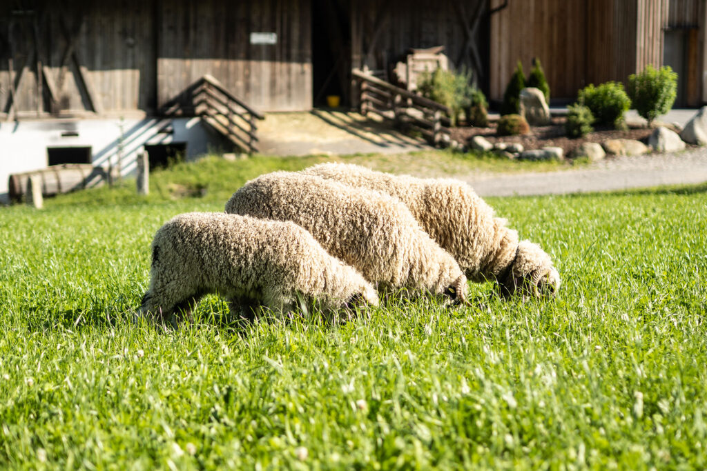 Zwischen Kuhstall und Gipfelglück – Familiensommer mit dem Roten Hahn