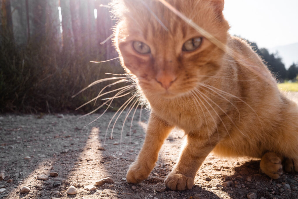 Zwischen Kuhstall und Gipfelglück – Familiensommer mit dem Roten Hahn