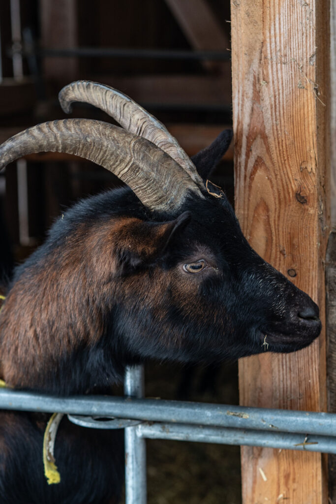 Auszeit unter Berggipfeln: Drei Tage im Hotel Der Löwe